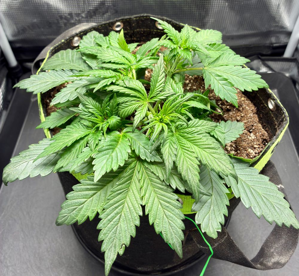 Top view of Cadillac Rainbow in veg after leaf tucking. Planted in a 3 gallon fabric pot with Fox Farms Coco-Loco soil amended with 9 tablespoons Gaia Green 4-4-4. Underneath the top leaves is a green topped moisture sensor.