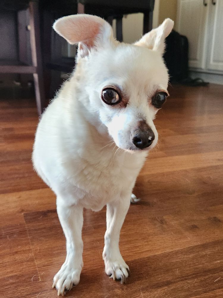 Cute white chihuahua looking curiously at camera with mystery white spot stuck on his nose