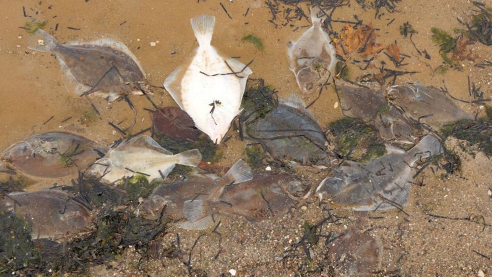 Todeszonen in der Ostsee: Warum das Meer zu ersticken droht