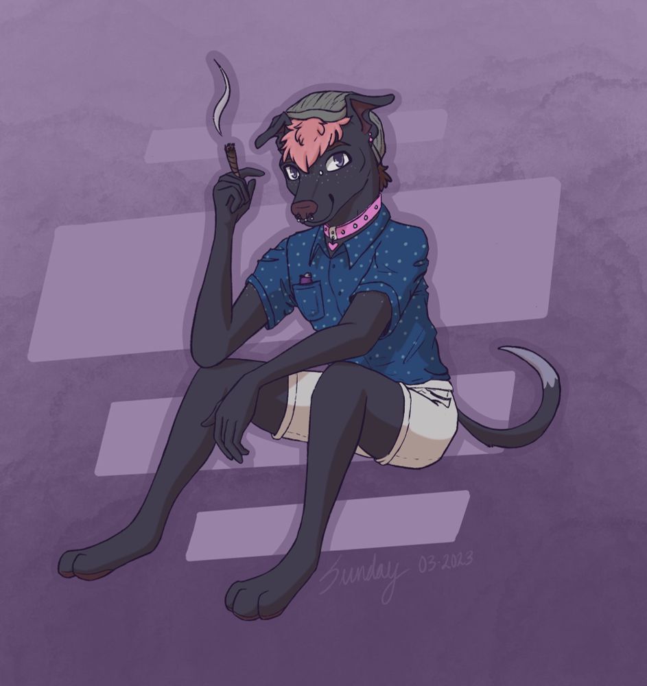 A fullbody digital illustration of a grey/black greyhound with white shorts, a blue spotted button-up, and a grey beanie with pink hair leaning forward with a blunt in their hand. They have a pink collar, ear piercings, and a septum piercing. On a purple gradient background w stylized lilac rectangles