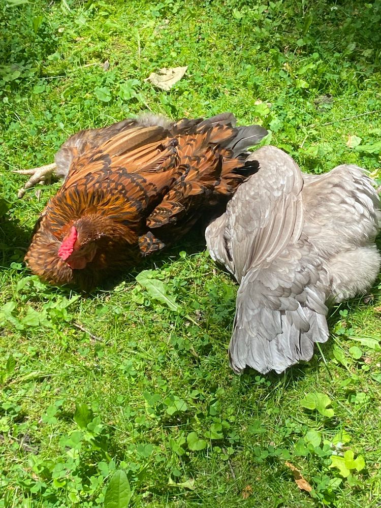 A brown and black stripes chicken and a gray chicken lie in green grass. They are in awkward looking positions and the gray one is halfway under the other
