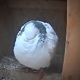 White and gray pigeon in a coop with wood shavings. Pigeon is puffed up into a sphere with her head buried into her chest 