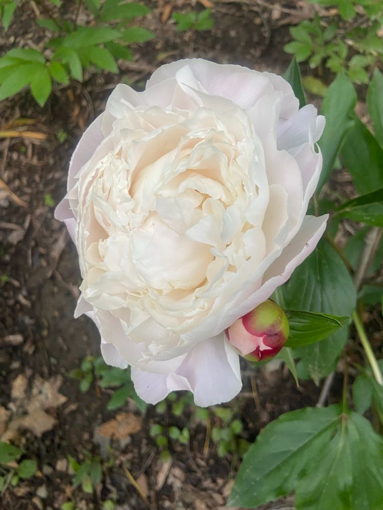 White peony