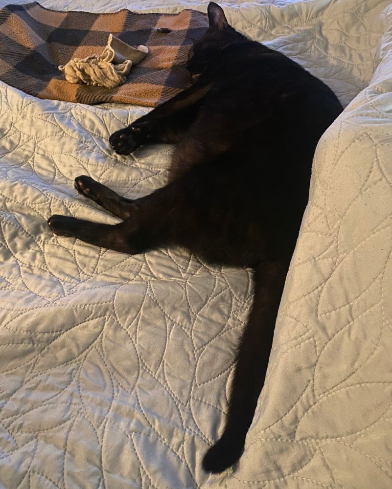 A large black cat who gets his shit absolutely wrecked on the regular by a pair of four pound kittens. 