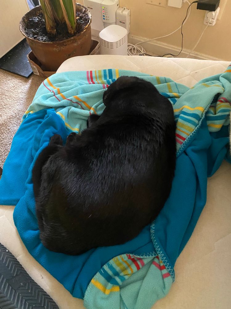 A large black cat sleeps on top of a blanket, which is not a best use case. 