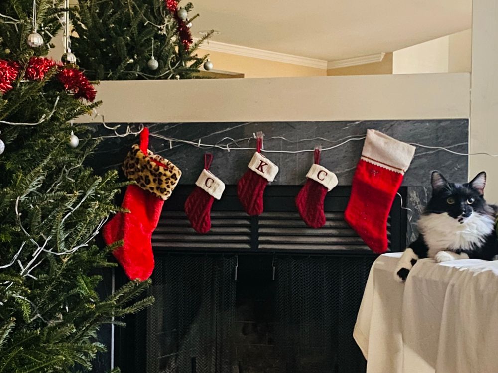 A fluffy tuxedo kitten sits on a table next to a fireplace where five stockings are hung. From left to right the belong to: Mijy, Coco, Kuro, Cowboy, and me. That’s actually my childhood Christmas stocking—if you zoom in you might be able to read “Mike” written in glitter pen on the top. Off to the far left is our poor Christmas tree which has suffered no end of indignities at the paws of Cowboy and Coco. Note how the ornaments only go down so far. 