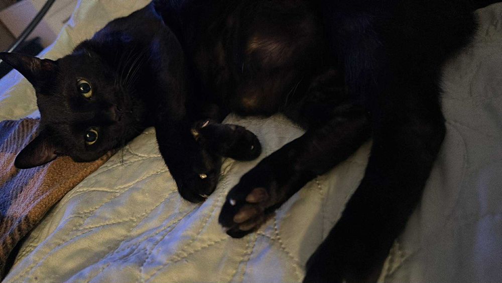 A large black cat with a sweet face and sharp claws. 