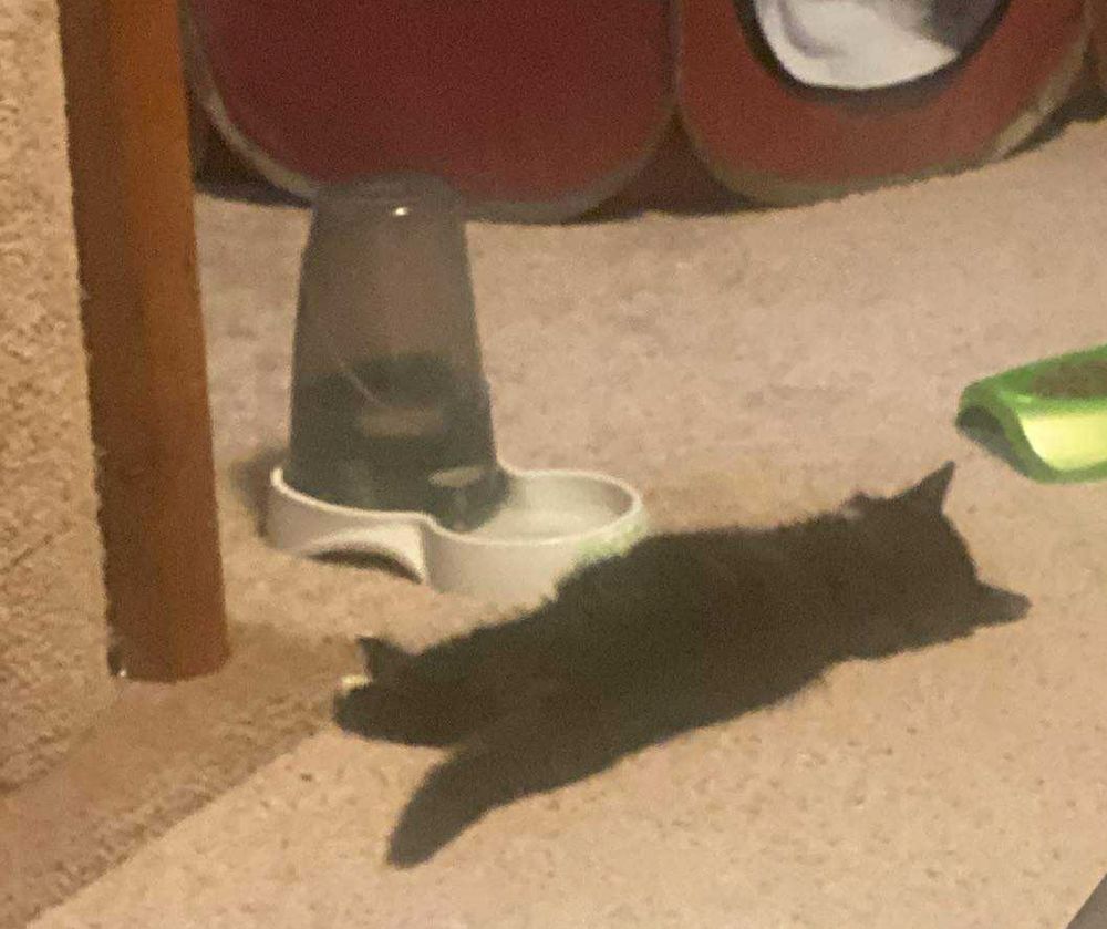 A blurry (taken from distance) picture of the always dramatic Coco napping dramatically next to the water station. 