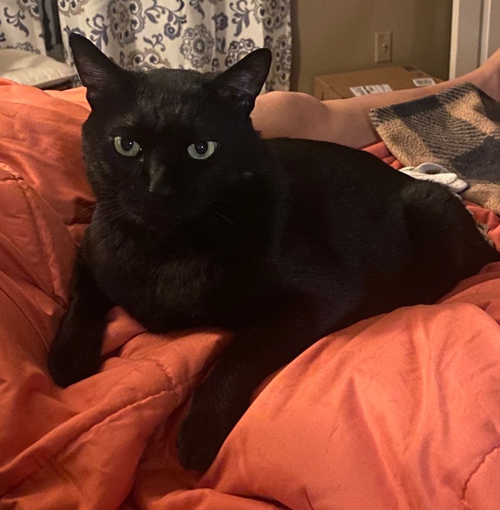 Kuro laying on top of Mijy, boring two holes into my skull with his eyes.