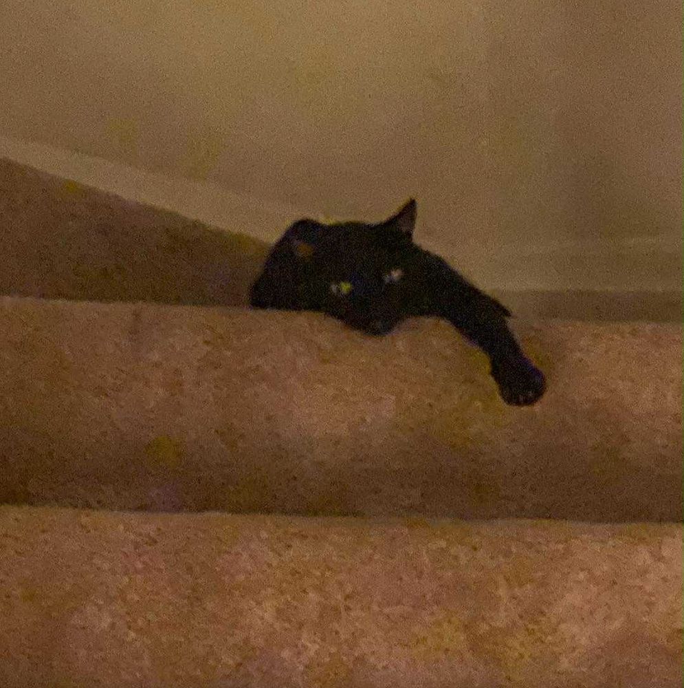 An exhausted looking black cat collapsed on stairs, watching kittens zooming all over his house, touching his stuff. 