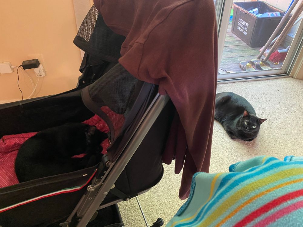 A large black cat looks desperately to me for answers as to why there’s a tiny black kitten in his usual spot. 