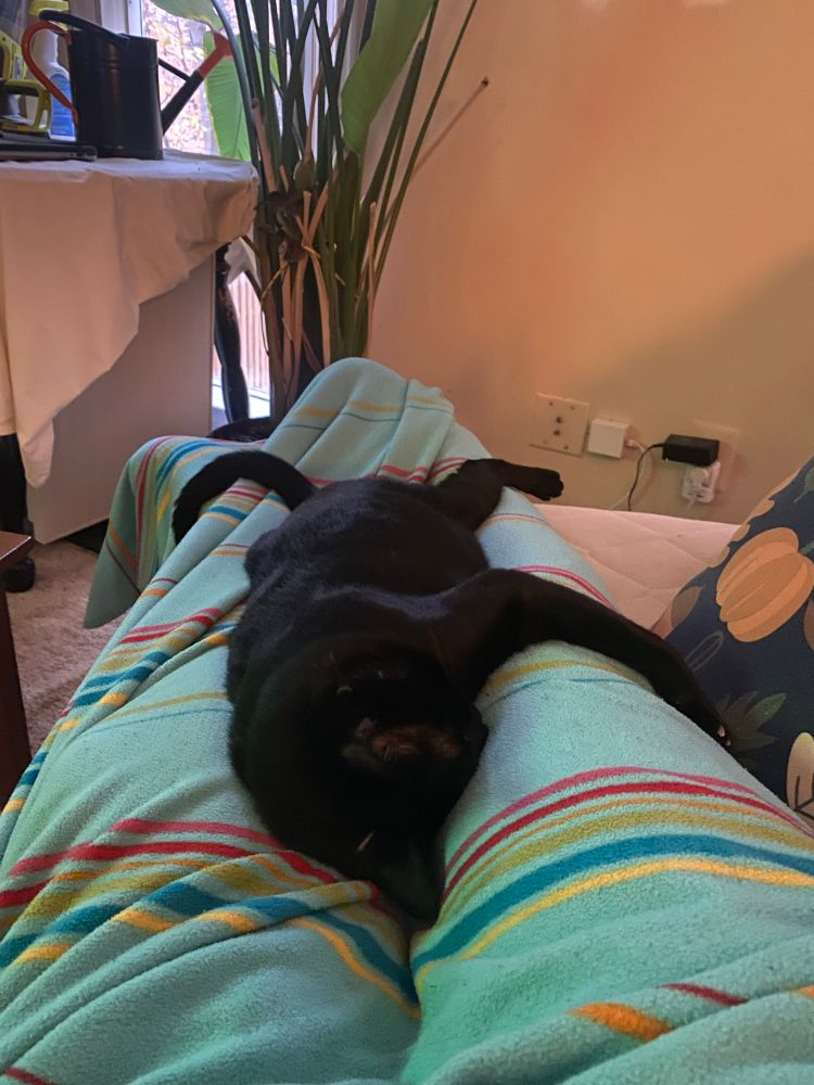 A large black cat asleep on blanketed legs, one of which is doubling as a body pillow for him apparently. 