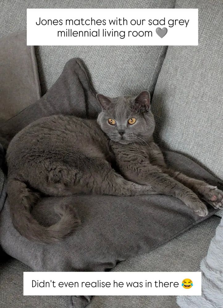 British shorthair cat laying on a pillow of the same colour