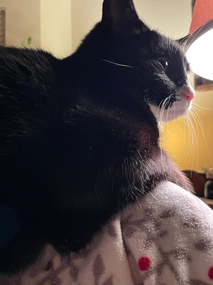 Tuxie cat sitting on the back of an armchair. Posed to jump on anything that wiggles