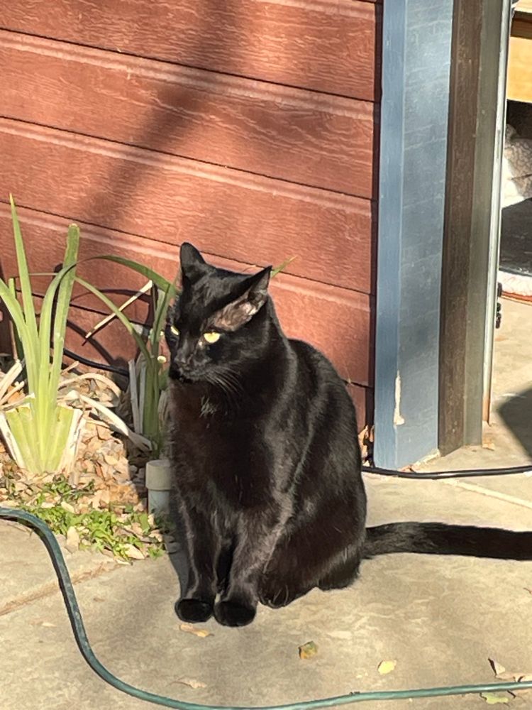 Black cat enjoying the sunshine. 