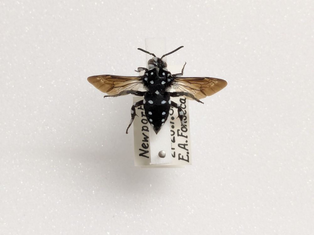 A black bee seen from dorsal view is pictured. It has translucent brown wings. Its black body is covered in a pattern of white polka-dots. The background is plain white. The handwritten label under the specimen can just be seen.