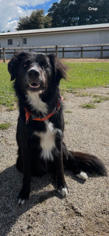 Black and white Border Collie wearing an orange bandana sitting face on, showing his bottom teef.