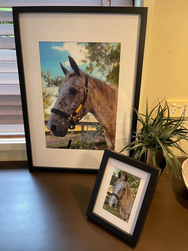 Two framed pictures (one large, one small) of an Appaloosa - head only, ears pricked forward, wearing a black and gold halter.