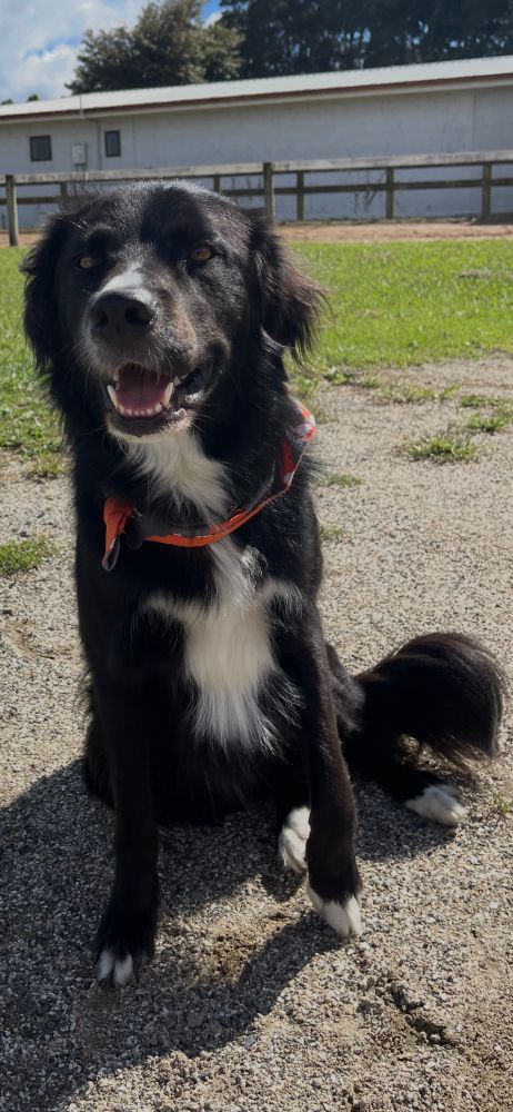 Black and white Border Collie wearing an orange bandana sitting face on, “smiling”.