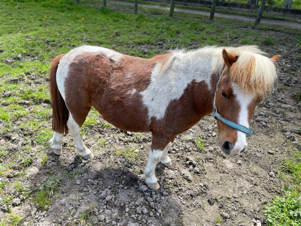 Wee miniature paint pony in a light blue halter.