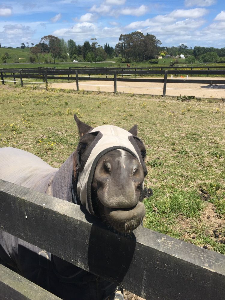 Miniature pony wearing a fly shield reaching for a treat over the fence.