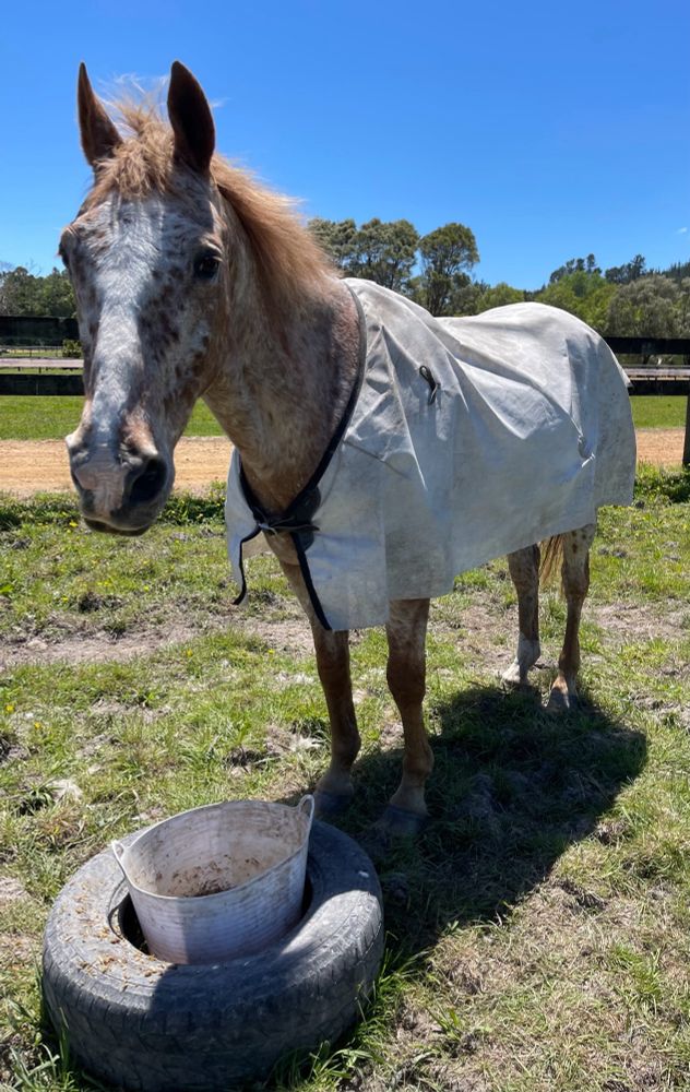 Appaloosa in a mesh cover, standing in front of a feed bucket in a tyre, ears pricked forward.