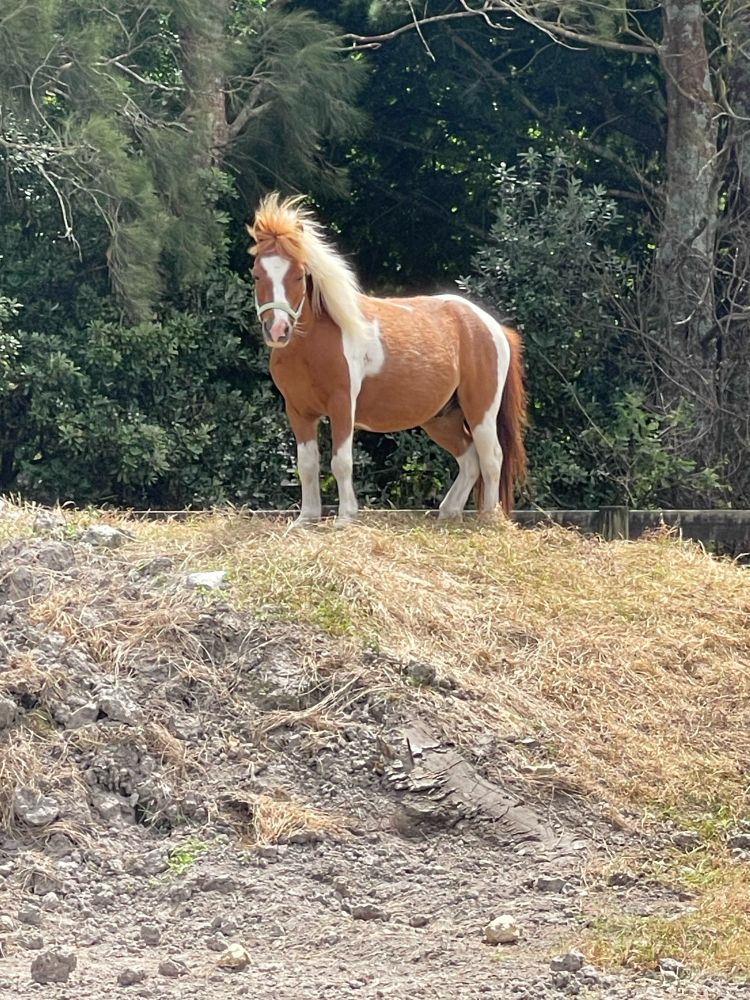 Wee miniature paint horse standing on a mound of dirt, with his mane blowing in the breeze.