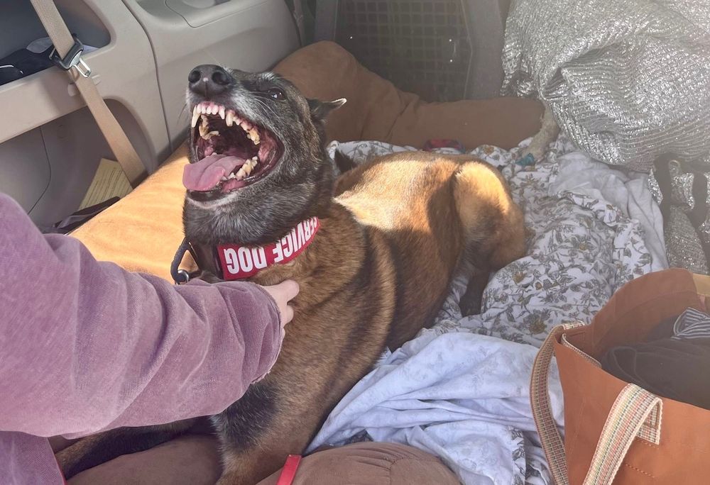 A black and brown Belgian Malinois dog is lying down receiving neck scritches on soft bedding in the back of a car. Her mouth is wide open in a happy pant and she has MANY teeth. She's wearing a red and white collar that says SERVICE DOG but it's on upside down.