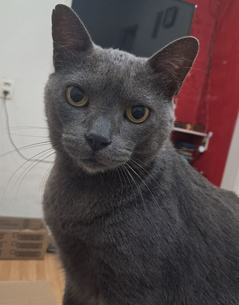 Foto de um gato cinza com olhos amarelados, atrás dele tem um televisão e meia parede vermelha 