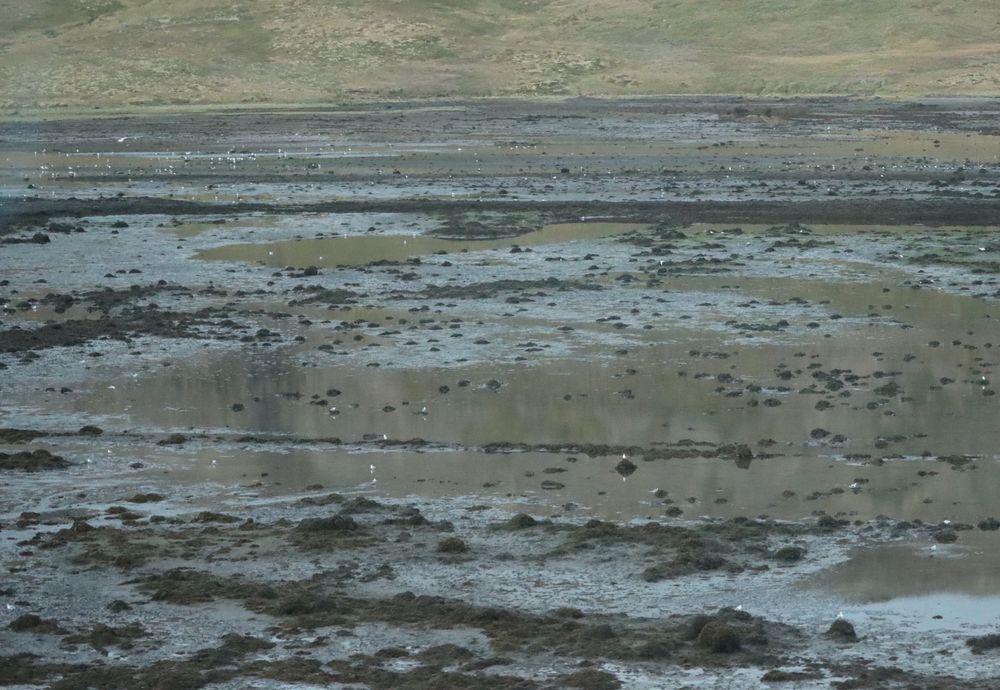 Mud flats, muted neutral olive, brown, steel; a blended reflective coloursscape