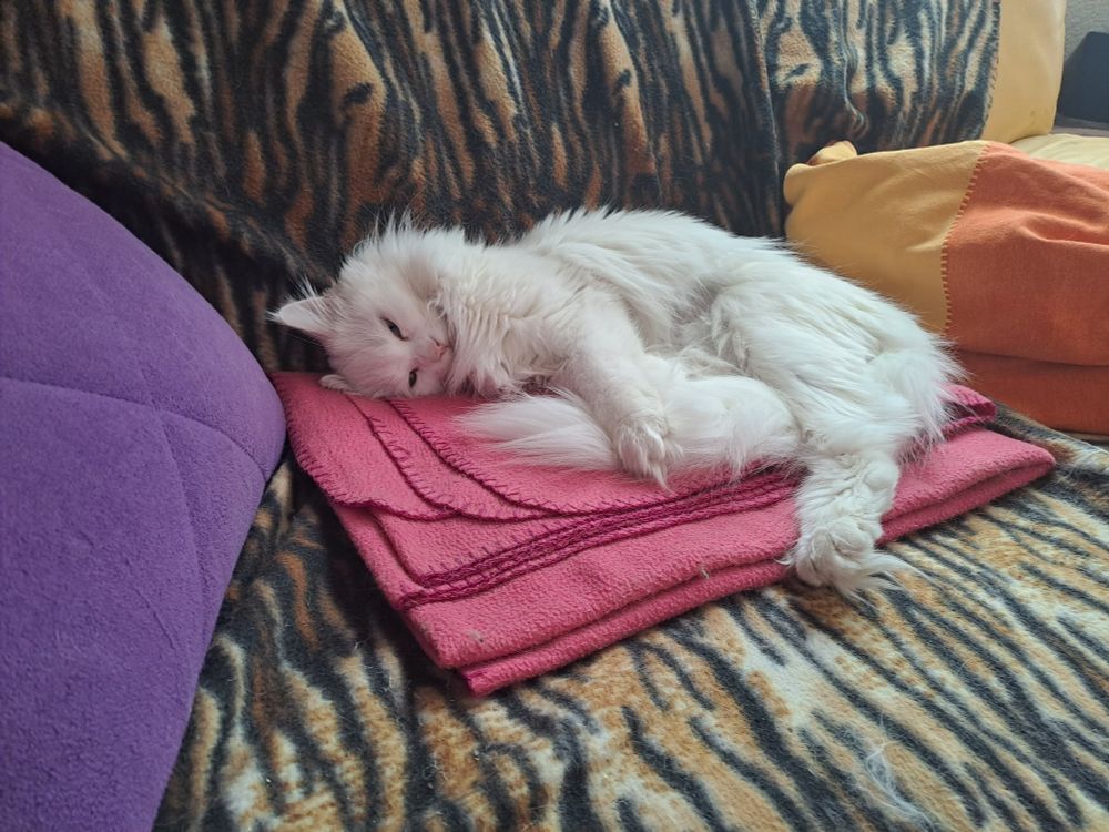 Eine kleine weiße Maine Coon Katze liegt schlafend auf einer Couch, auf einer pinken zusammengelegten Fleecedecke.