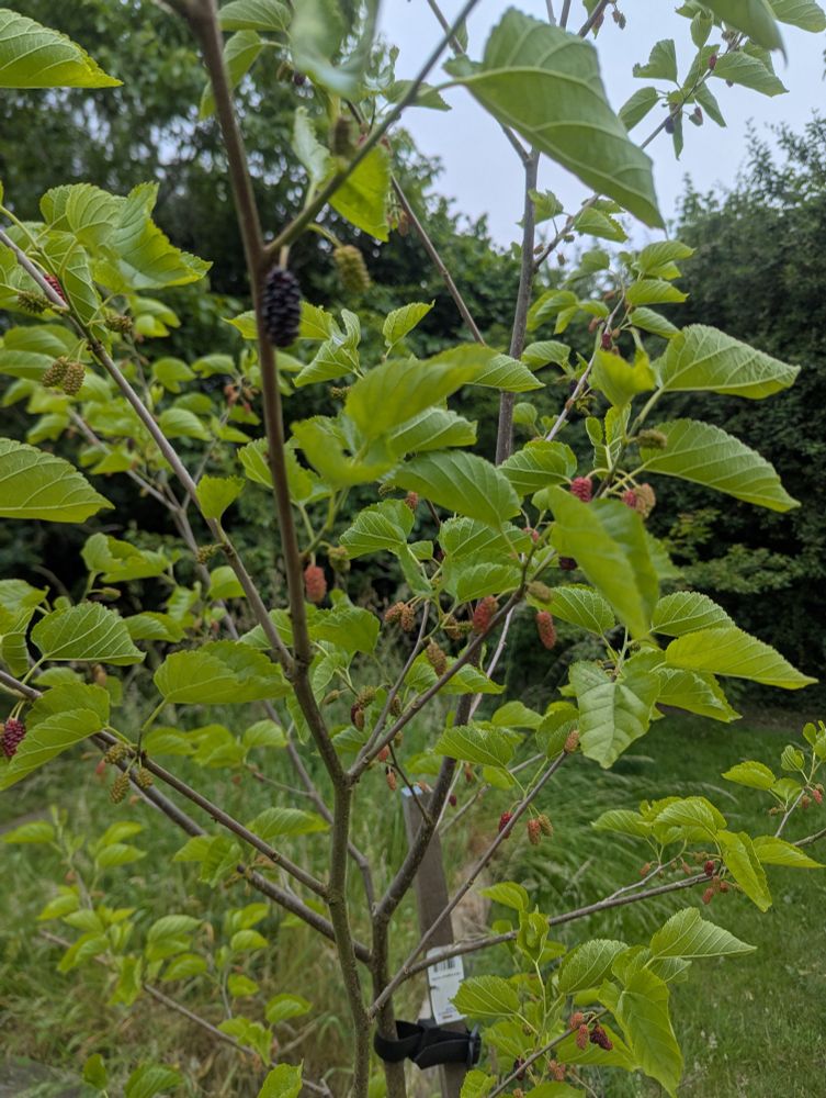 Some ripening mulberries