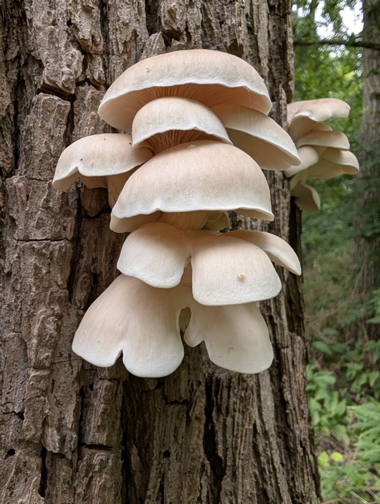 A cluster of Branched Oyster mushrooms (Pleurotus cornucopiae) growing from a standing elm trunk. They have cream coloured caps with irregular wavy edges which overlap each other in tiers.