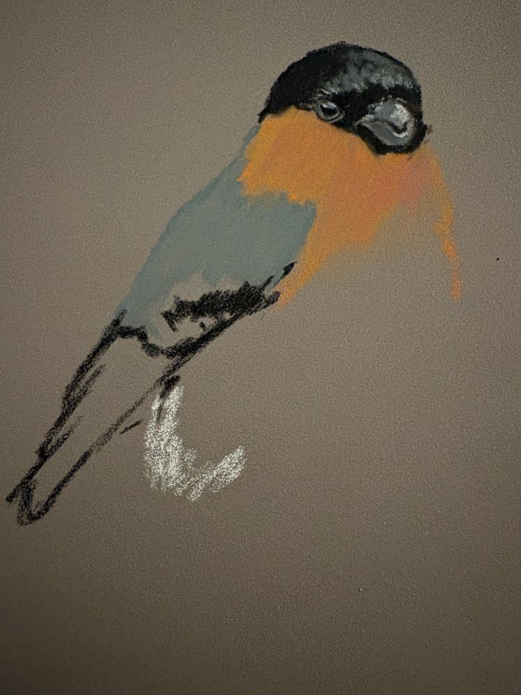 Work in progress drawing of a bullfinch, head plus wing and part of the body. 