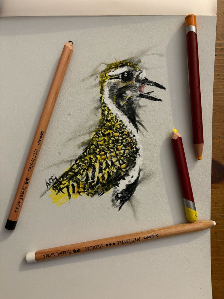 A rough colour pastel pencil sketch of a golden Plover