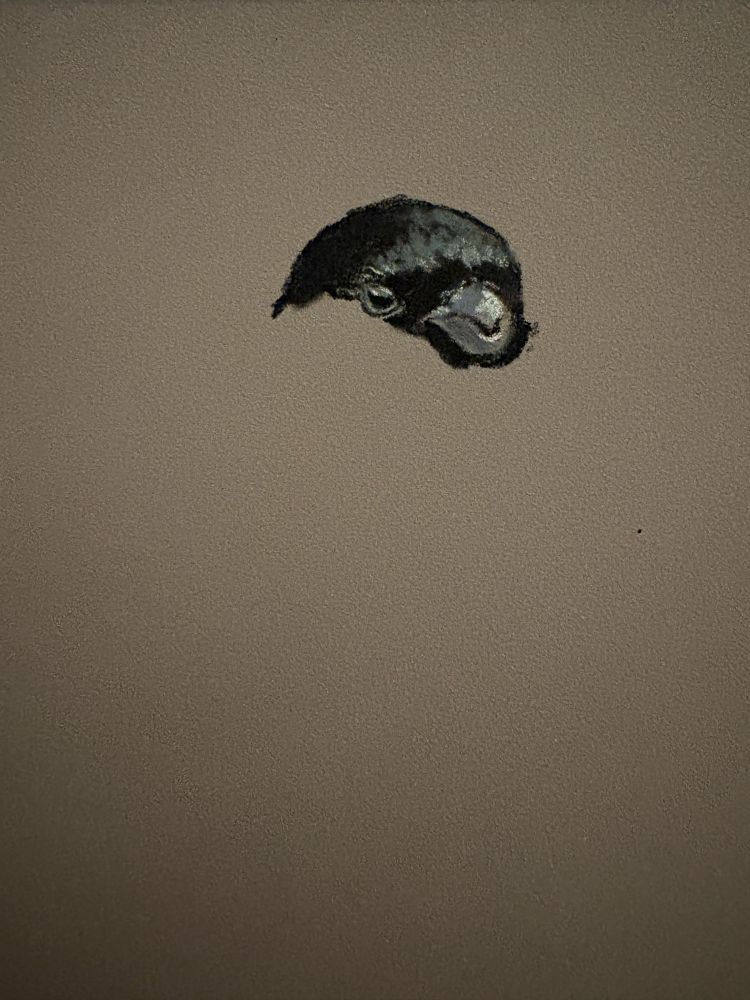 Work in progress drawing of a Bullfinch, just the head so far. 
