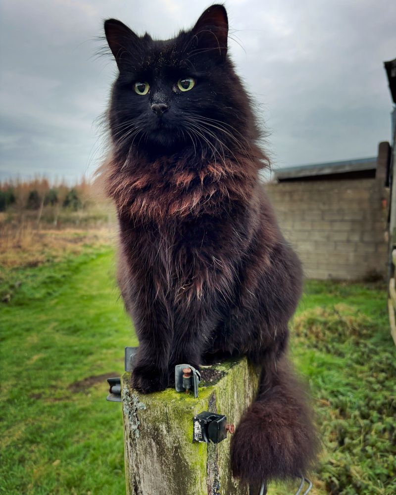 A very hairy black cat sits on top of a feverish looking to the left of camera