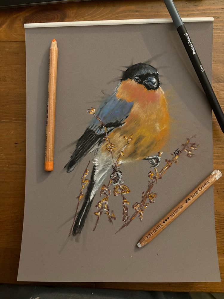 Pastel drawing of a bullfinch surrounded by three of the pencils used to draw it. 