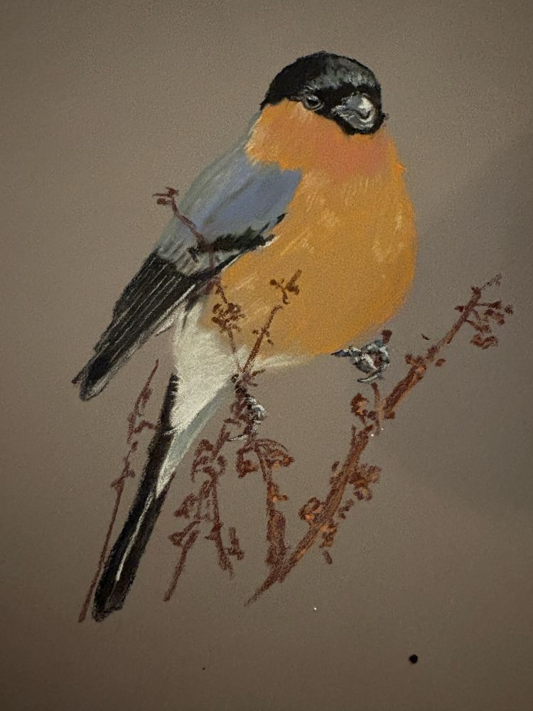 Work in progress drawing of a bullfinch, now just needs detail