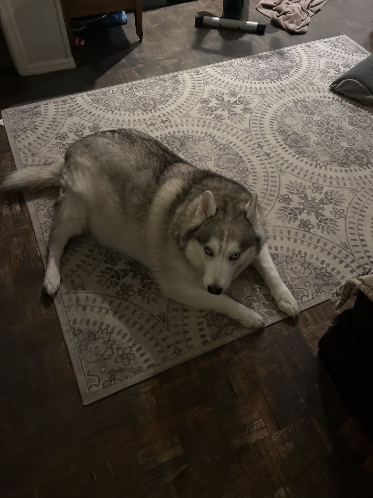 A fluffy, large husky, laying on a white carpet.