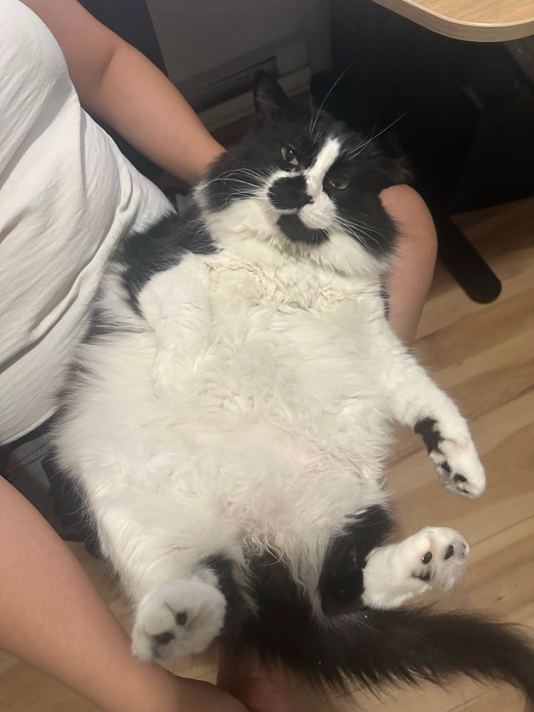 A chonky fluffy tuxedo cat sits awkwardly in his mother’s lap while looking entirely annoyed at being there. 