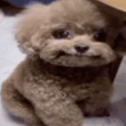 a small poodle is sitting under a table and looking at the camera .