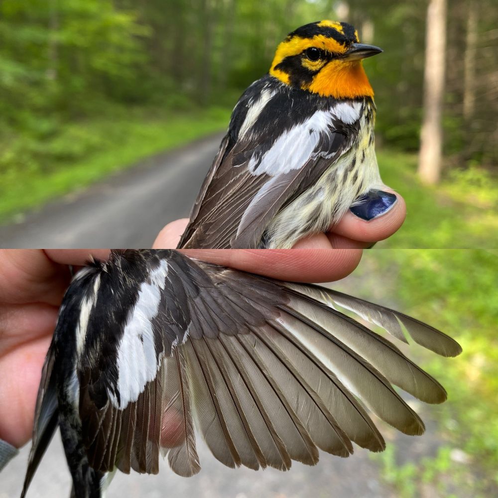 A blackburnian warbler in the hand (top) showing its bright orange throat, supercillium, and crown, with a black mask. On the bottom, the spread wing of the warbler shows all the flight feathers. 