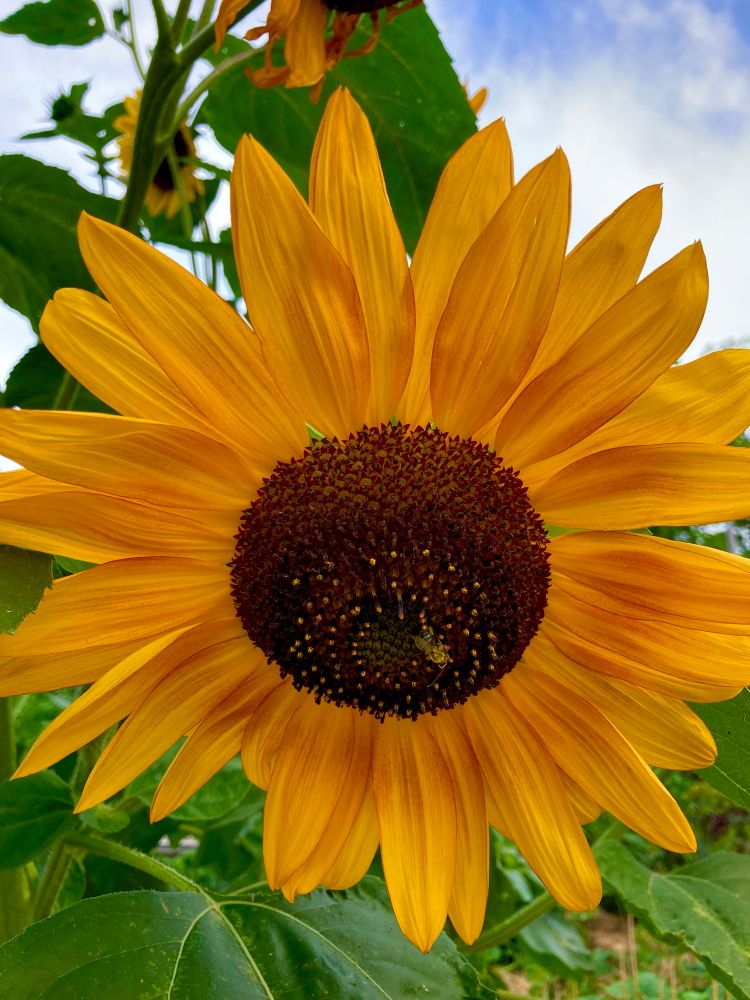 Sunflower