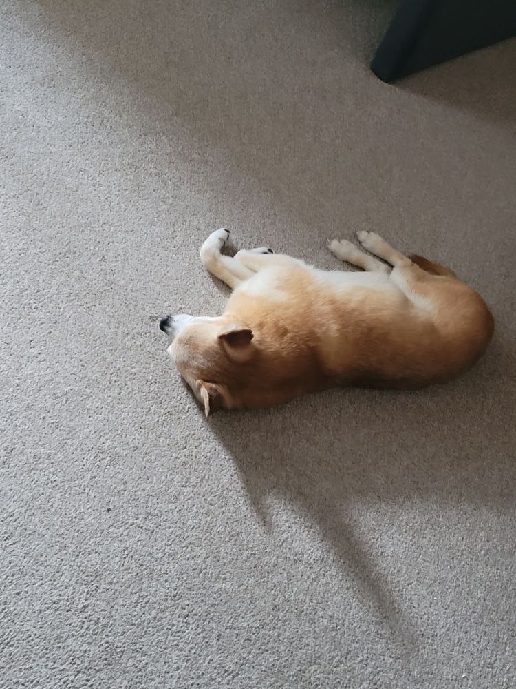 Ginger chihuahua on her side, on the floor, sleeping very hard
