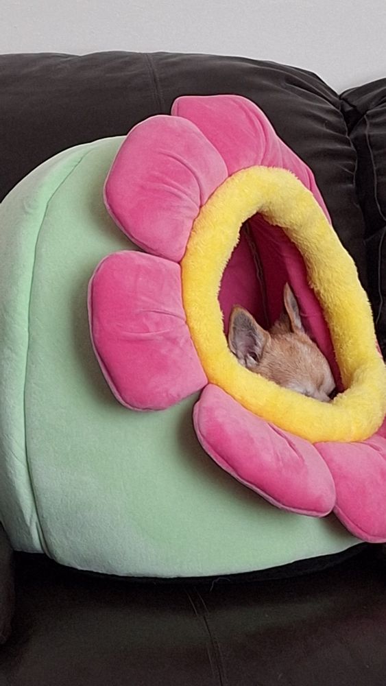 A green dome cat bed with a 3d pink and yellow flower around the entrance. Suki the chihuahua is asleep ibsude. Only her ears and head are visible. 