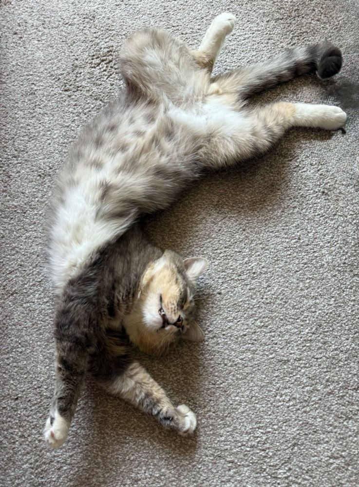 Sprout the cat in a strange position where his bottom half is lying upside down and his top half is in a different direction. He has an adorable grey and white spotted tummy. 