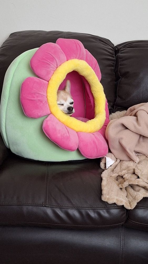 Suki in her new bed trying very hard not to fall asleep, eyes almost completely closed