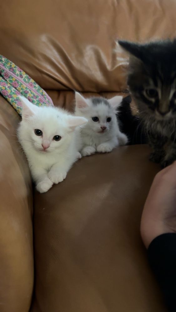 A very concerned looking white kitten on the left, a white kitten in the middle with a grey head, and a vaguely dark tabby looking kitten on the right. 