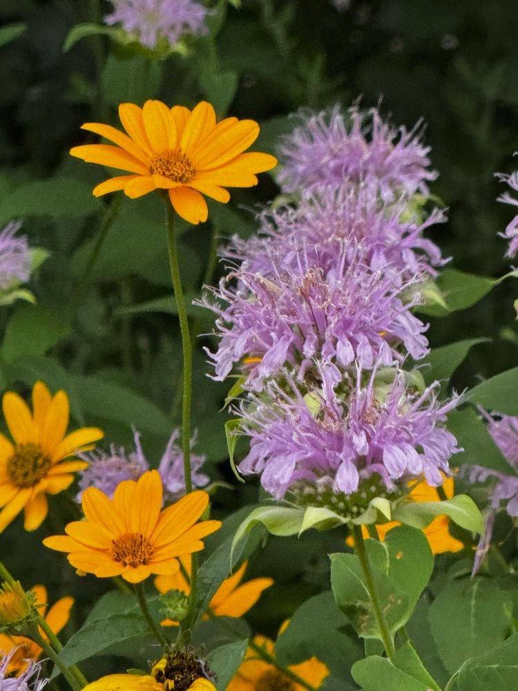Light purple butterfly weed flowers and yellow flowers with dark yellow centers. 